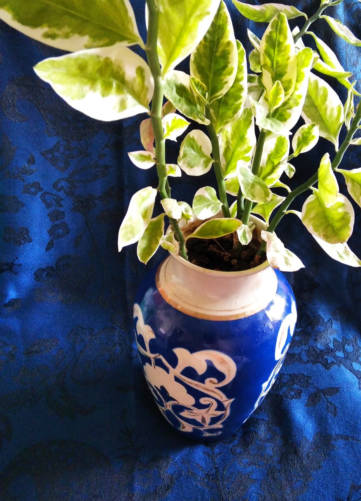 Комнатные растения в винтажных вазах