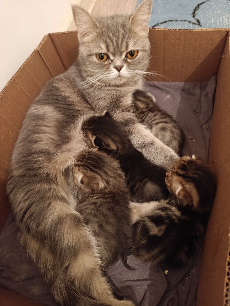 Котята добрые руки