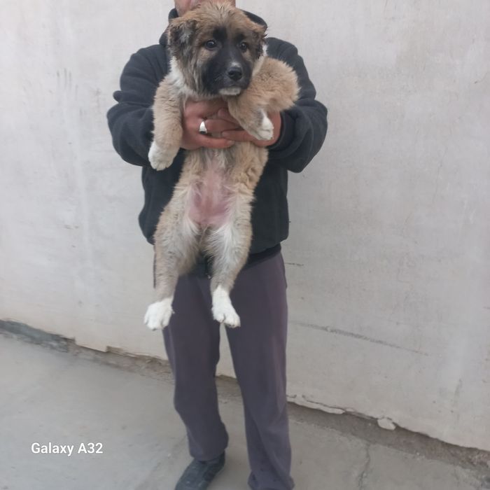 Кавказский щенок