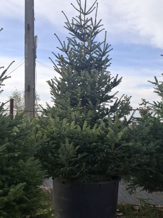 Vând brazi arginti și verzi la super preț