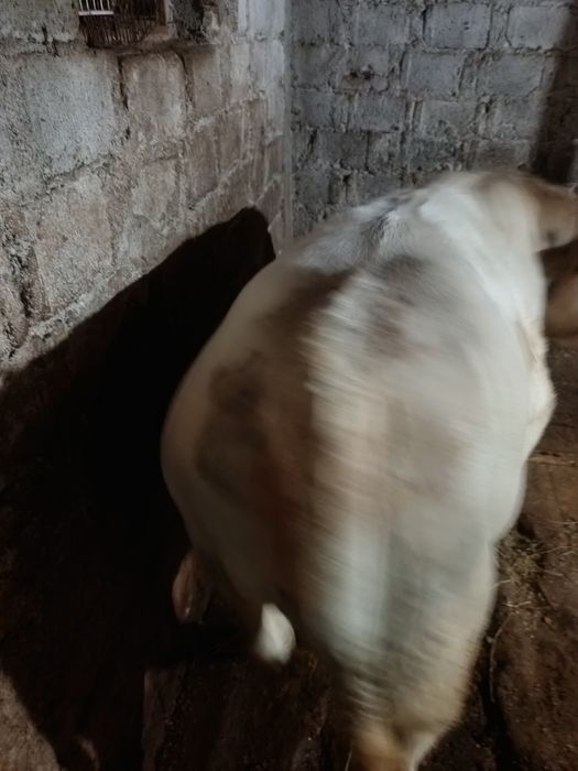 Vând junică belgian