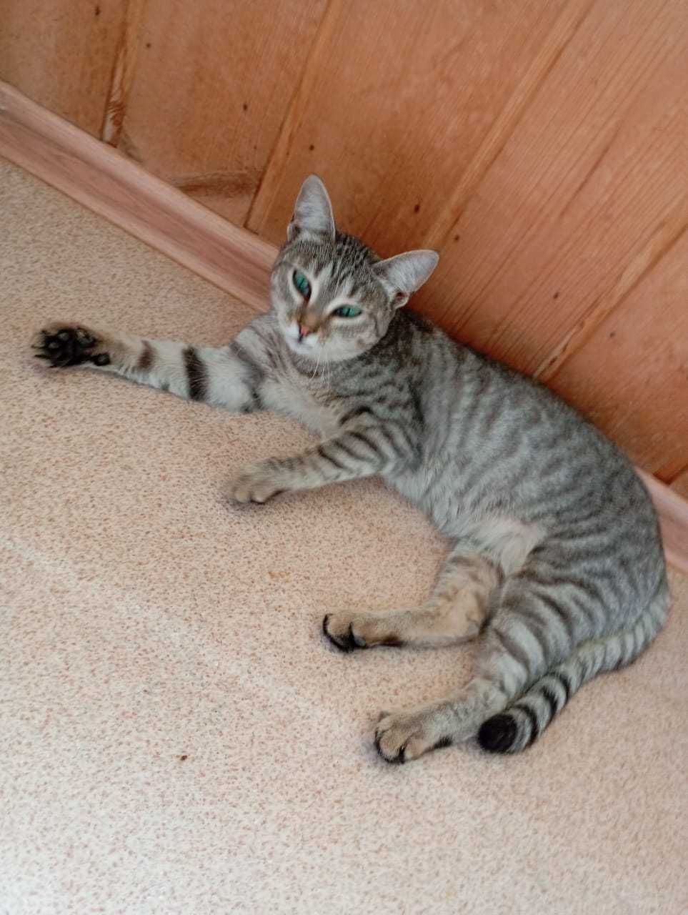 Кошке нужен дом!