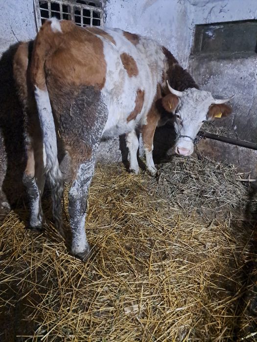 Vind vaca baltata 3 ani jumate gestanta