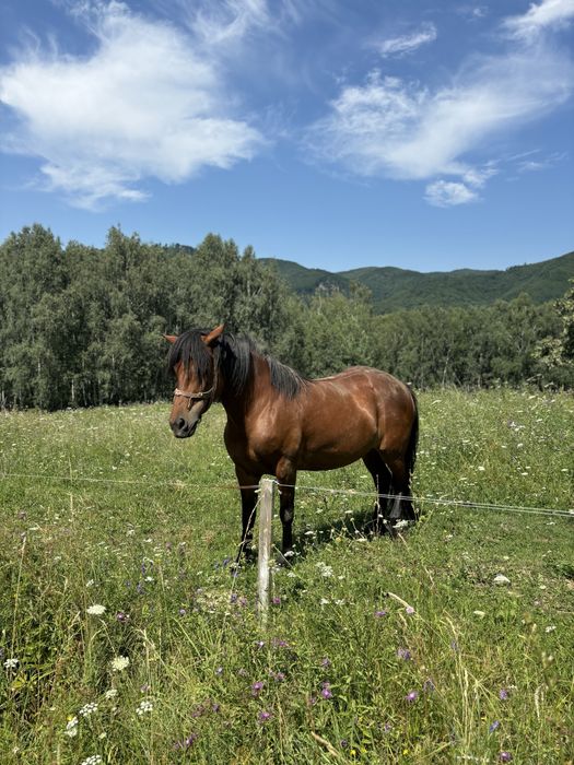 Vand iapa rasa necunoscuta