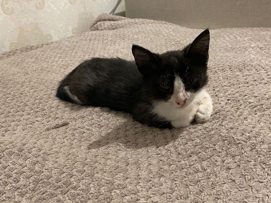 Котенок ищет любящий дом