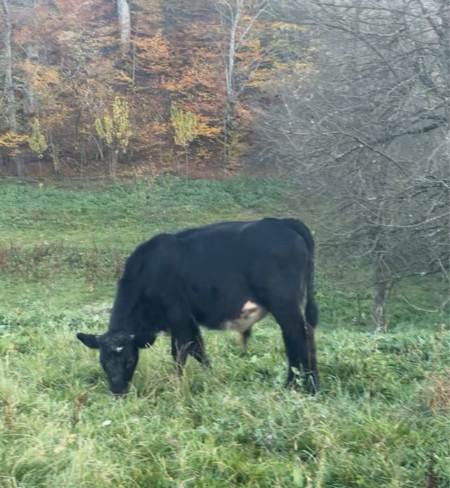 Taurasi metis Belgian cu Limousin