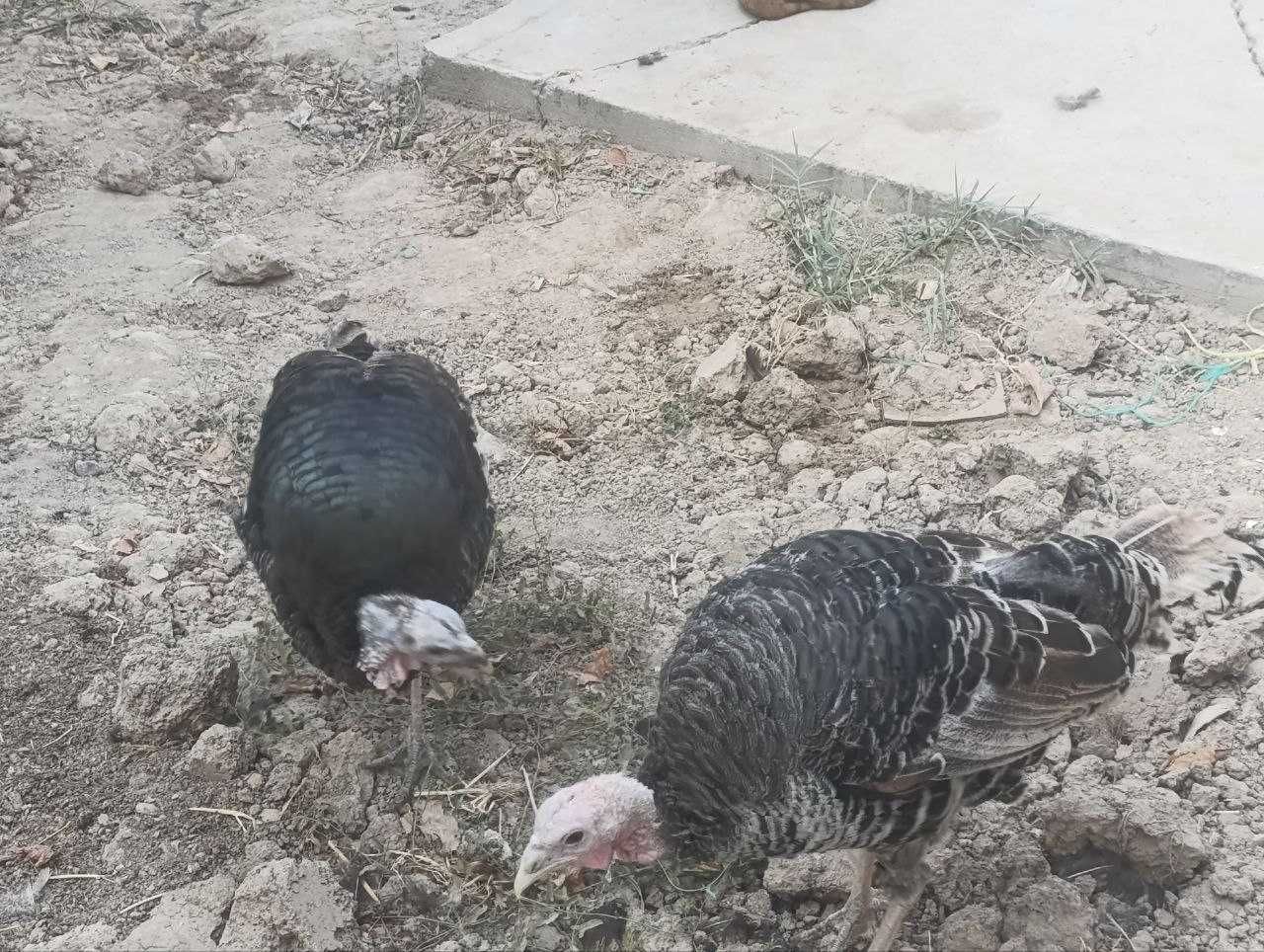 Kurka sotamiza uyda qarab boqilgan