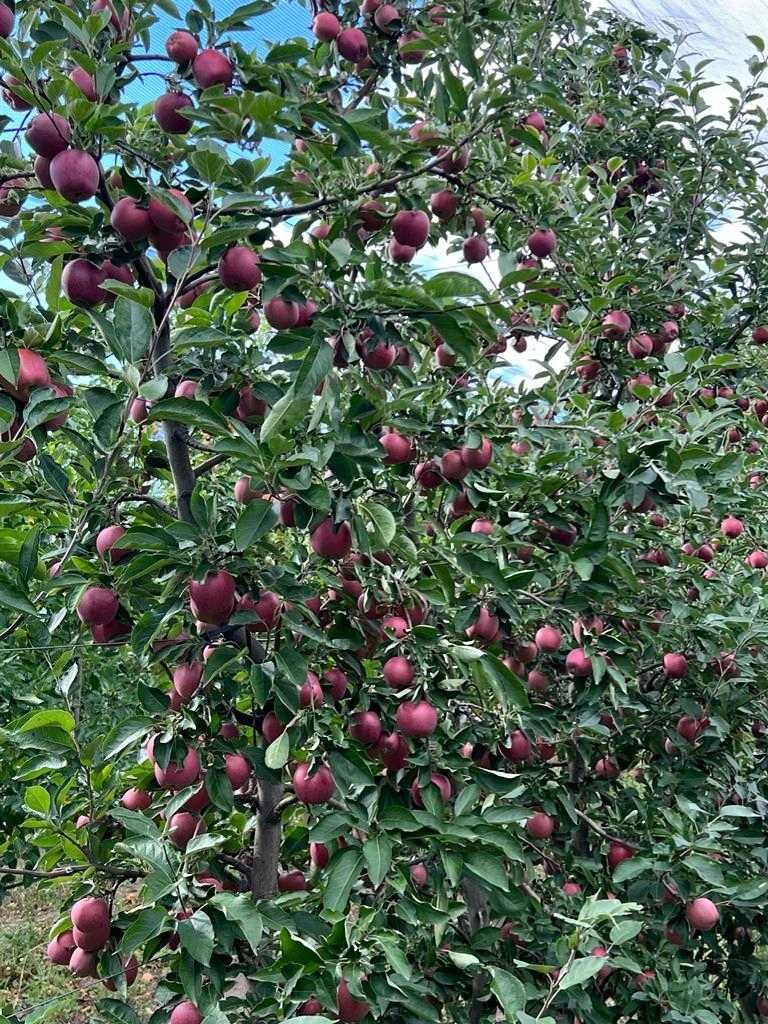 Vând mere, Gala, Golden, Granny Smith, Braeburn și Starkinson