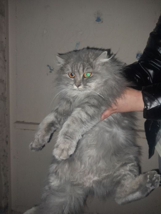 Ищем хозяев кошки...