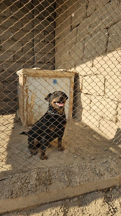 Еркек ягдтерьер сатылады