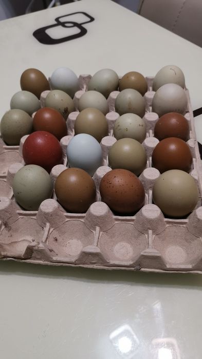 Pui și Ouă pentru incubat OliveEggers