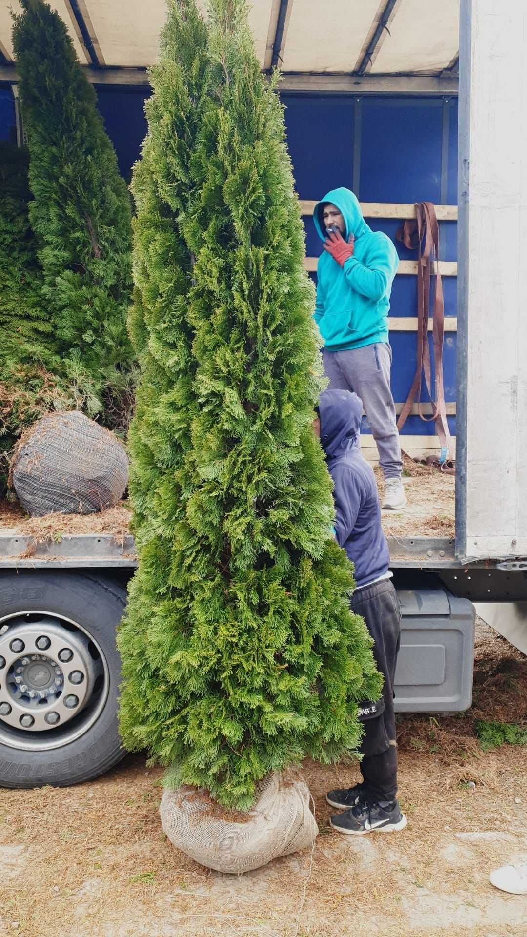 Amenajare grădină cu plante ornamentale premium – Livrare rapidă!