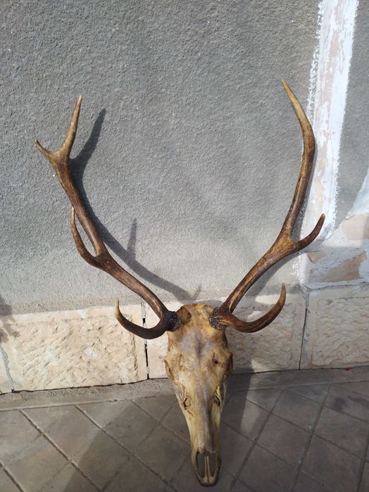 Трофей от благороден елен