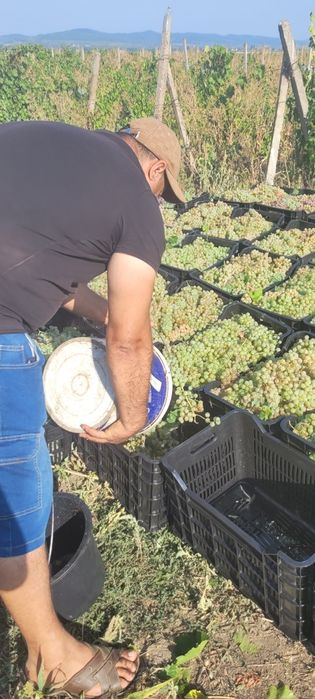 Vând struguri de vin