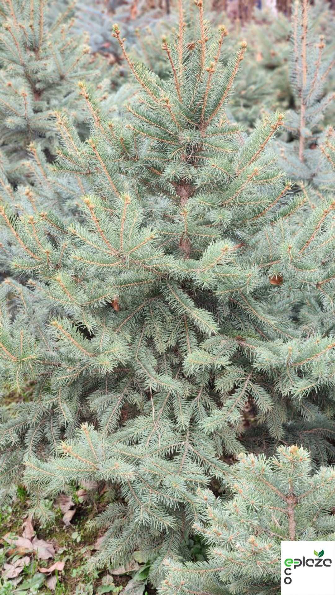 Привезена прямо из природы! Голубая ель Picea Pungens Glauca арча ел