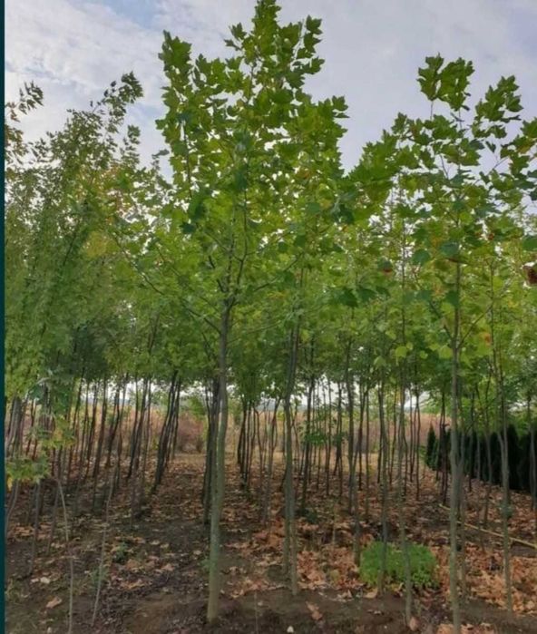 Plante decorative pentru grădini, curți și spații publice