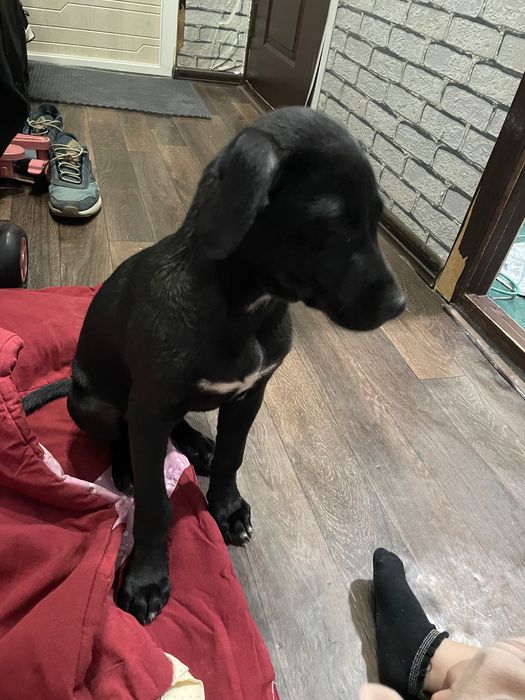 Щенка в добрый ручки