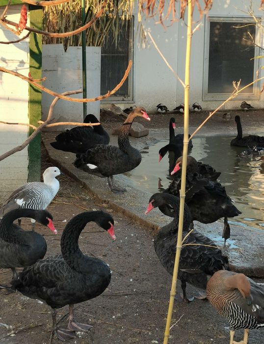 Vând lebede negre, rate, gâște, păsări exotice