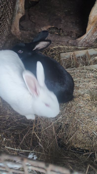 Продам кроликов и индоуток.