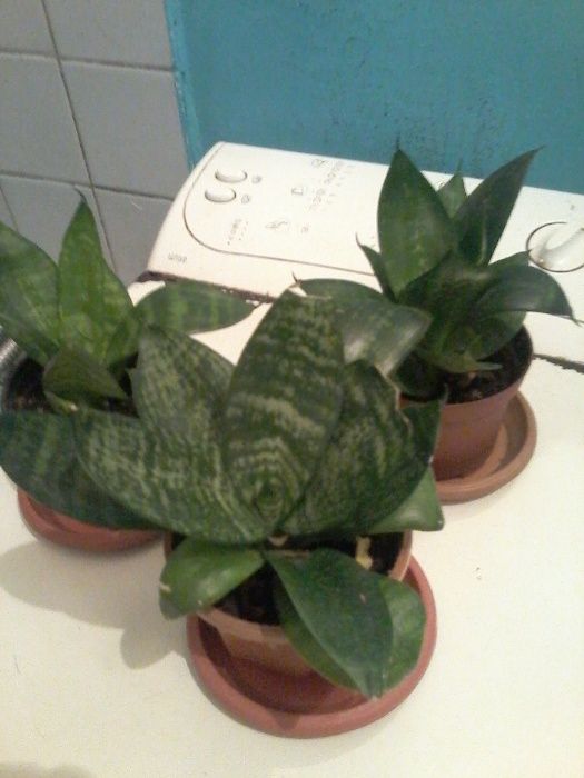 Комнатные растения-Сансеверия,хлорофитум, лиана.