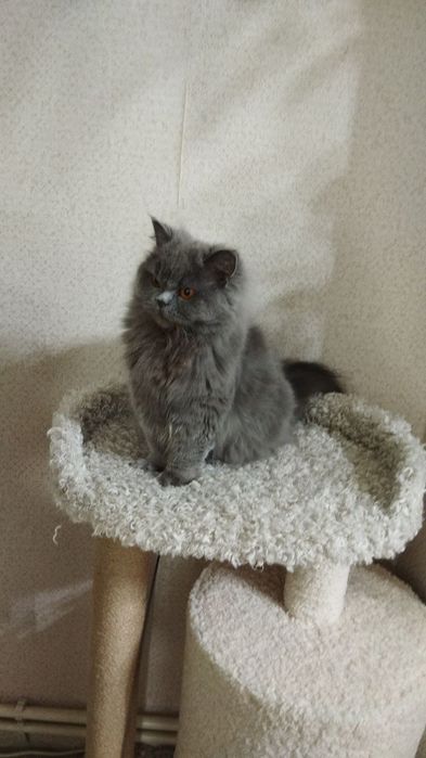 Домик для кошки. Когтеточка кошек. Зоодомики