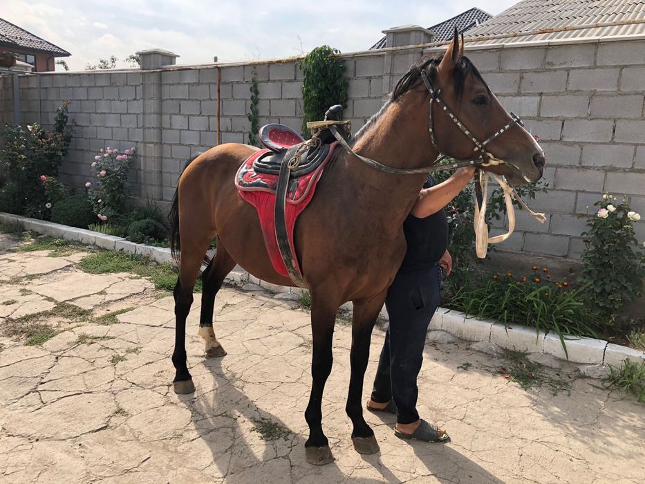 Айғыр сатылады, продается жеребец
