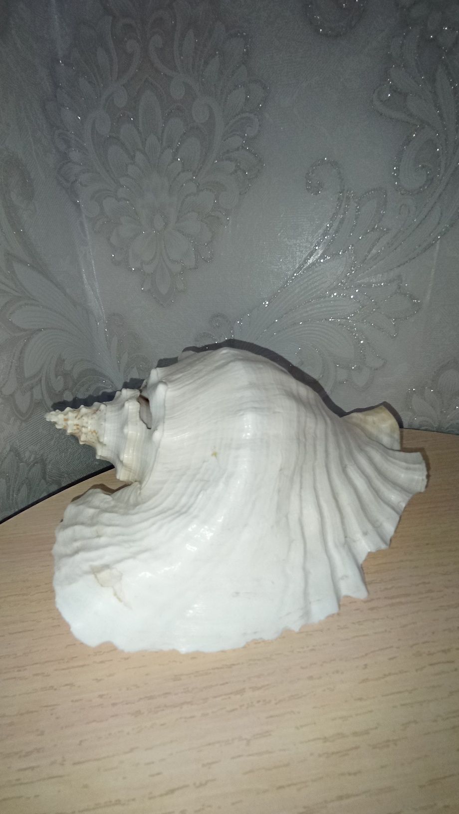 Продаю большие морские ракушки.