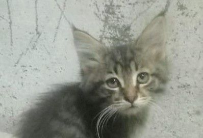 Отдам кота в хорошие руки