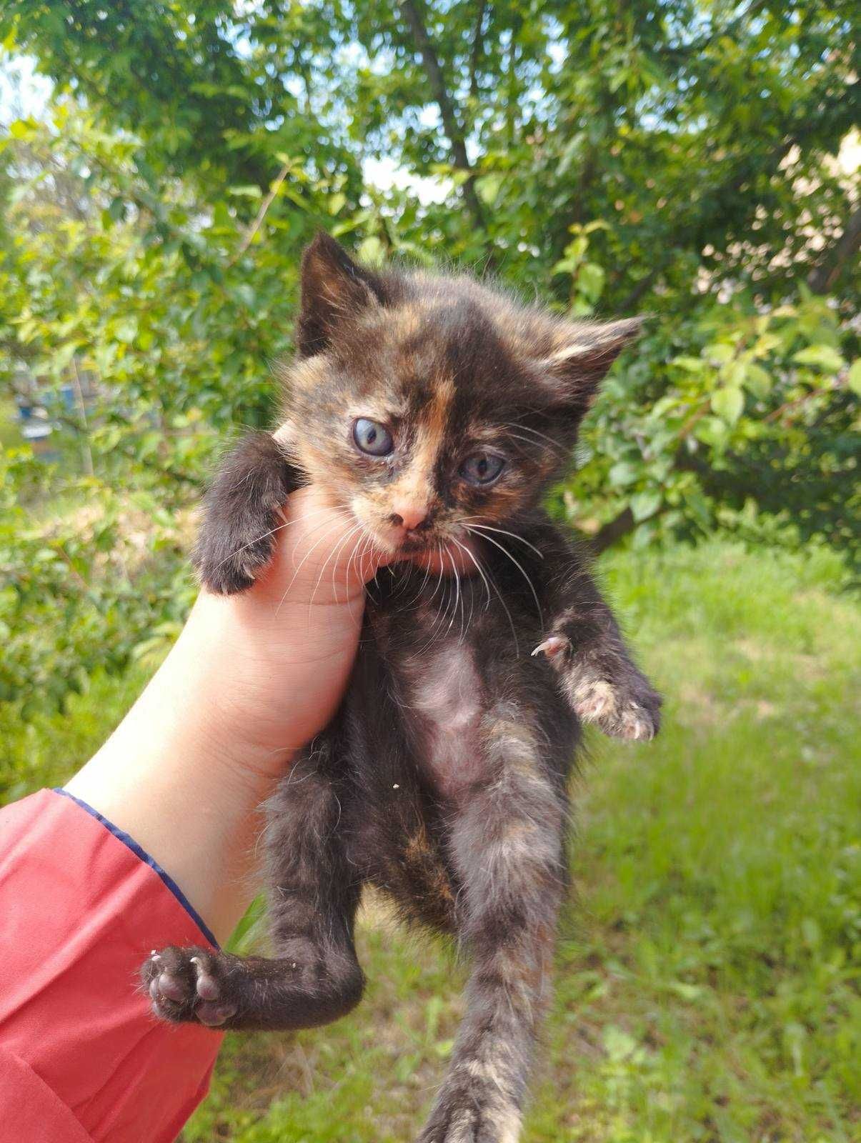Подарявам котенца