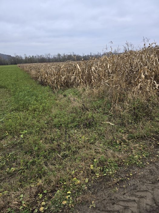 Porumb știuleți KWS