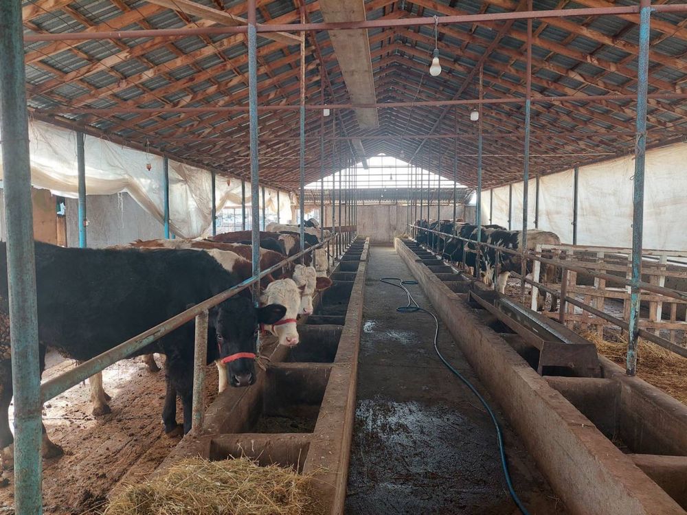 Продается ФЕРМА, 1 гектар , Паркентский район