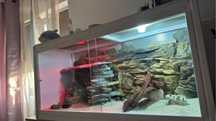 Vand urgent terariu reptile