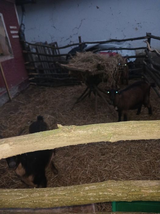 Vând capre sau schimb cu oi gestante