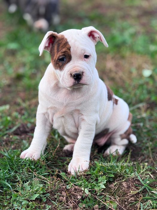 Amstaff rasă pură cu pedigree