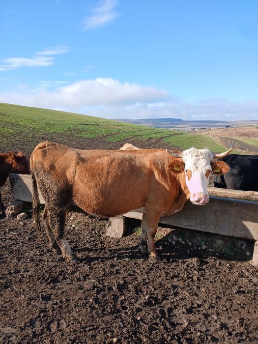 Vaca de vanzare.