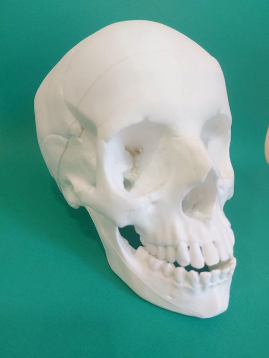 Реален размер човешки череп