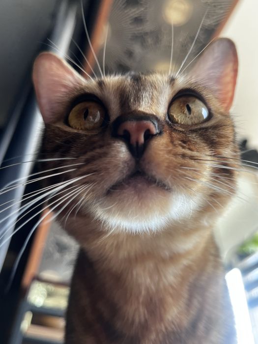 Продаётся бенгальская кошка девочка