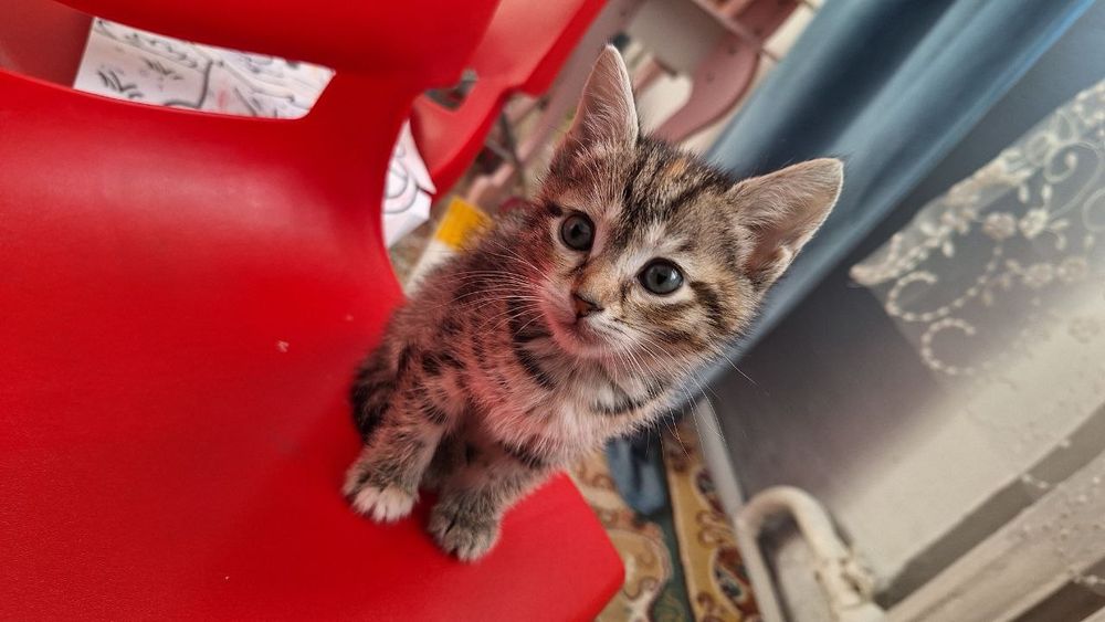 Ищут дом котята , мальчик и девочка