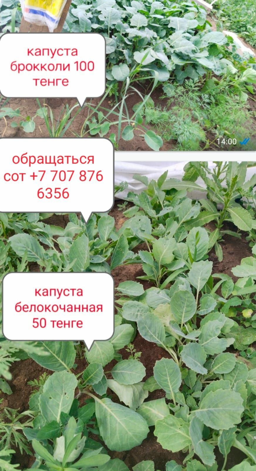 Продается рассада