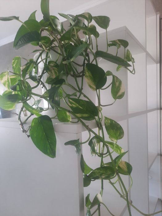 Продам цветы в связи переездом