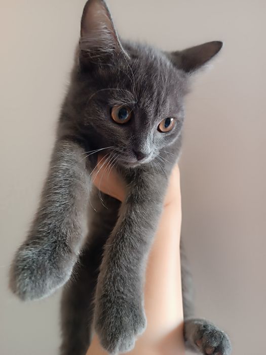 Еркек марғау , қолға үйретілген