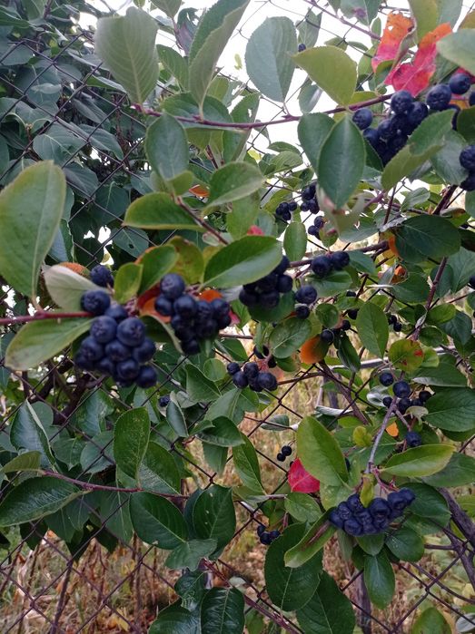 Арония chokeberry