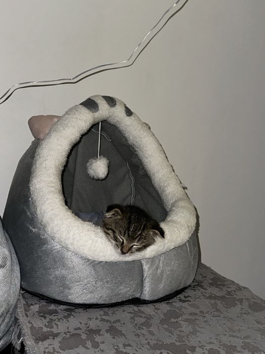 Вислоухий котенок 2мес