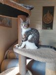 Котёнок девочка Ташкент