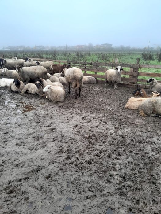 Berbec  tanar de vanzare