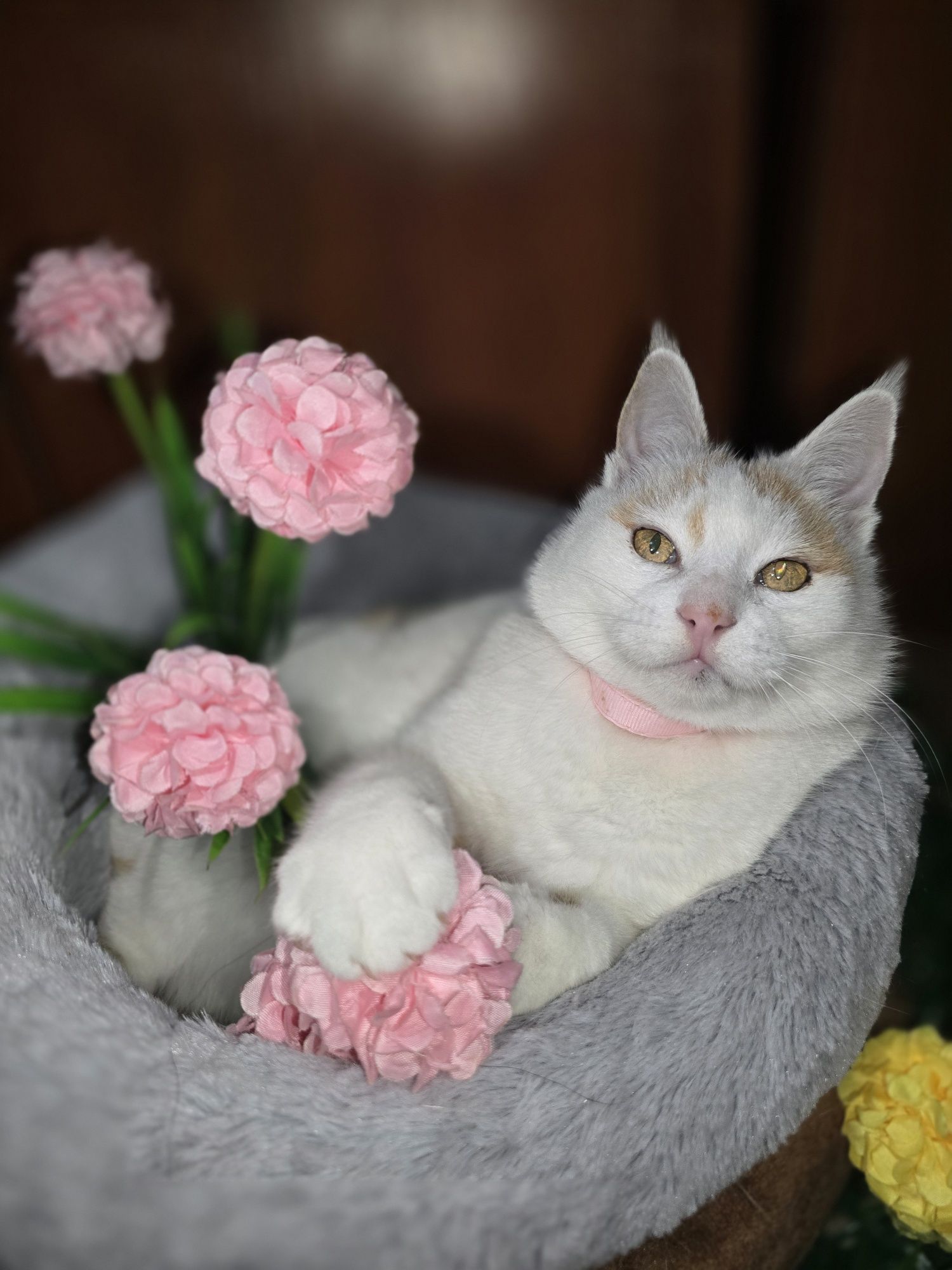 Снежана ищет дом, она без зубов