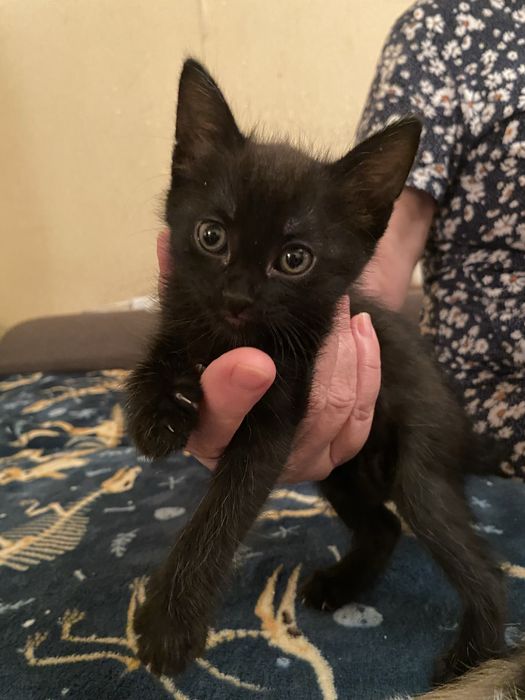 отдам котенка в добрые руки