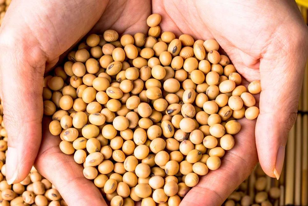 Семена Соя сортовая Saatbau