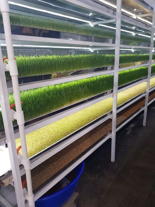 Гидропон яшил озука