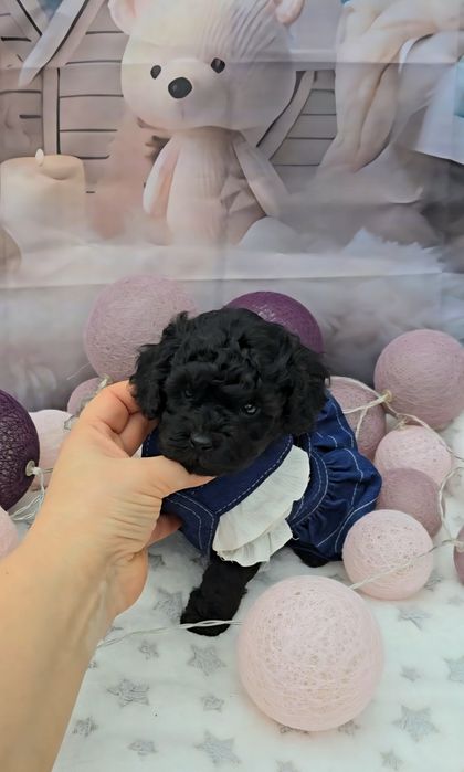 Мини пудел с родословие- 5 поколения назад